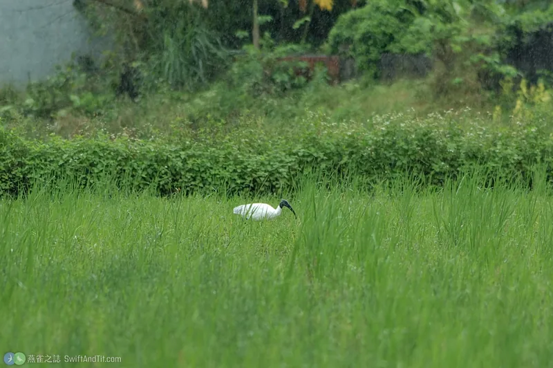 黑頭白䴉 Black-headed Ibis