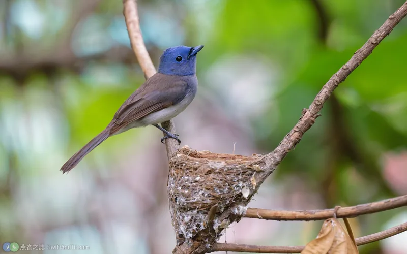 黑枕藍鶲 Black-naped Monarch