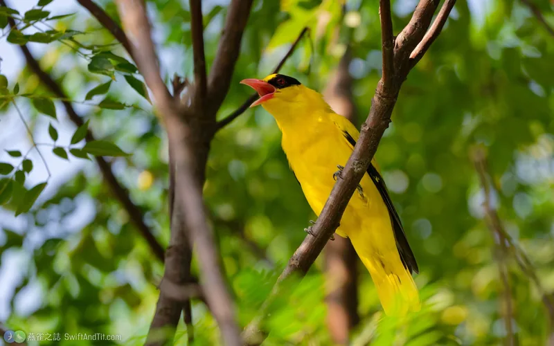 黃鸝 Black-naped Oriole