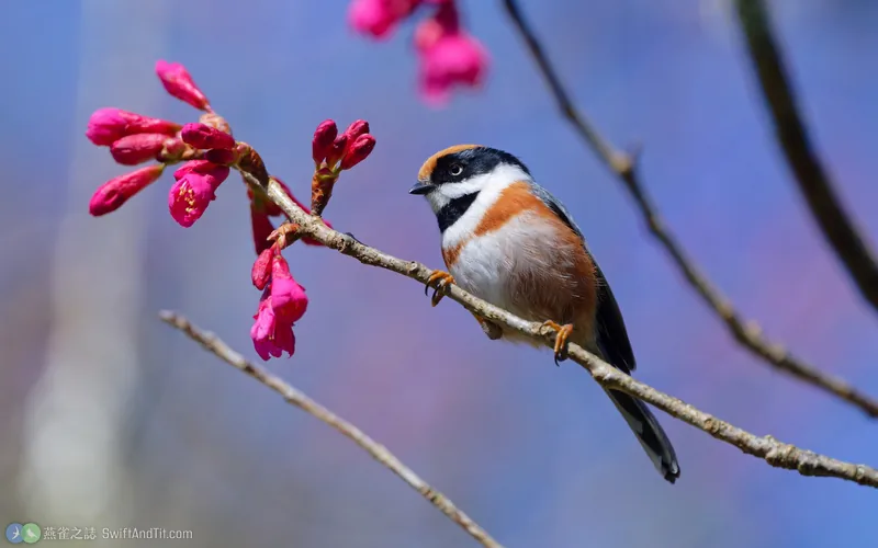 紅頭山雀 Black-throated Tit