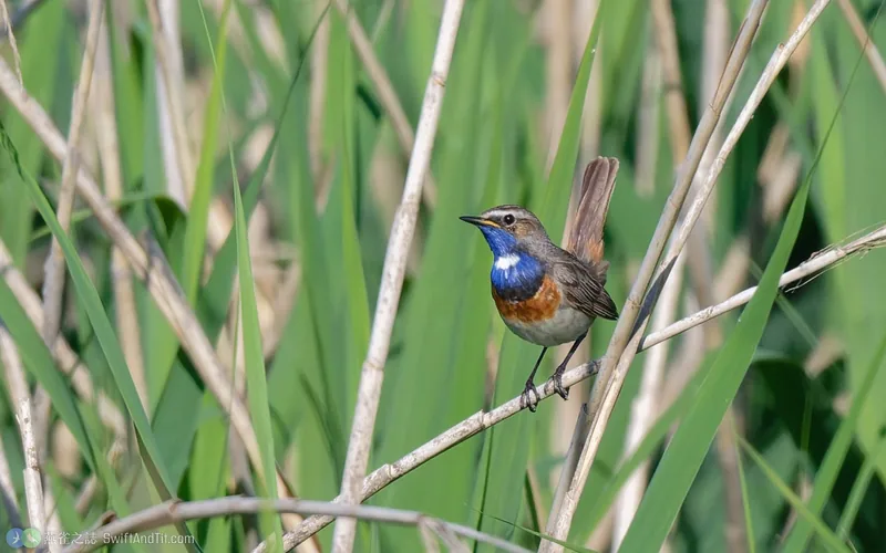 藍喉鴝 Bluethroat 雄鳥
