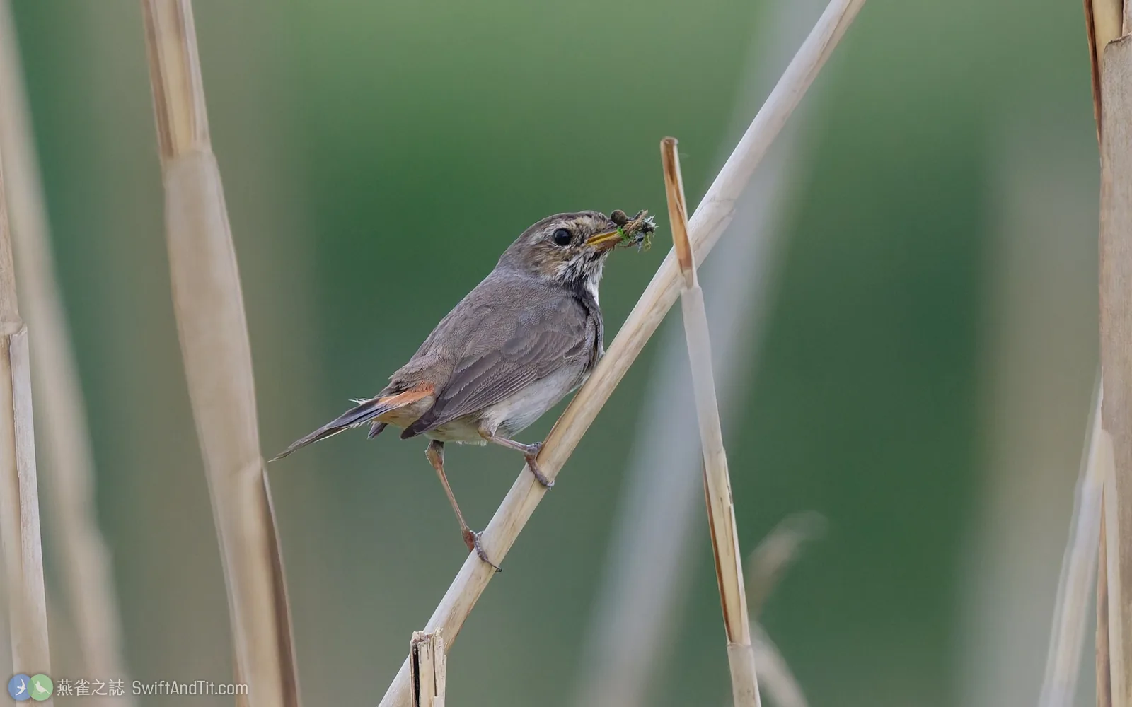 銜著昆蟲準備餵雛的藍喉鴝雌鳥（L. s. cyanecula）