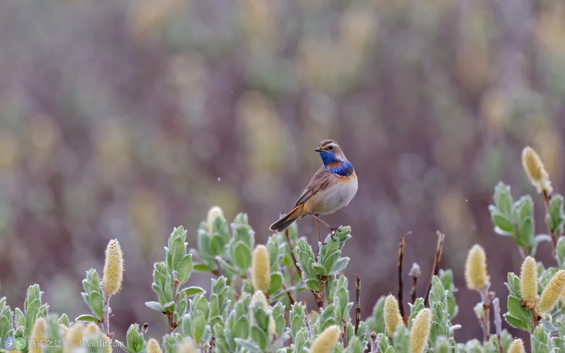 藍喉鴝 Bluethroat 雄鳥