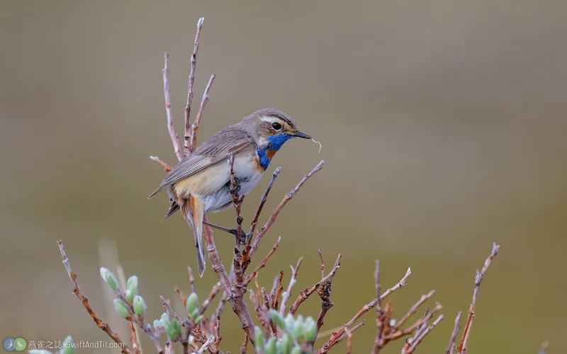 藍喉鴝 Bluethroat
