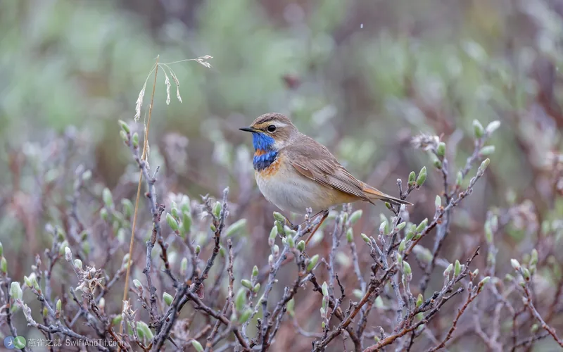藍喉鴝 Bluethroat 雄鳥