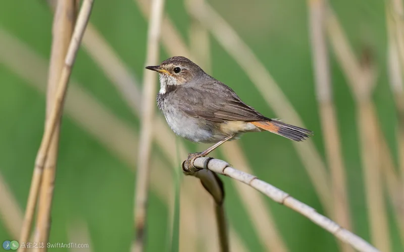 藍喉鴝 Bluethroat 雌鳥