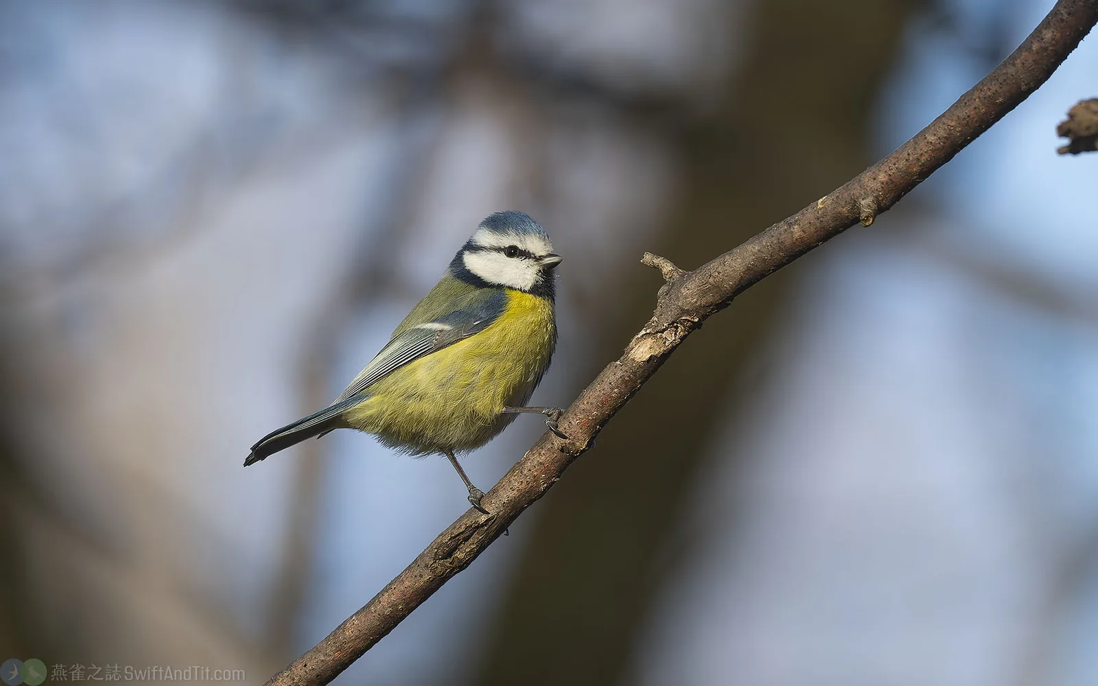 Eurasian Blue Tit Eurasian Blue Tit