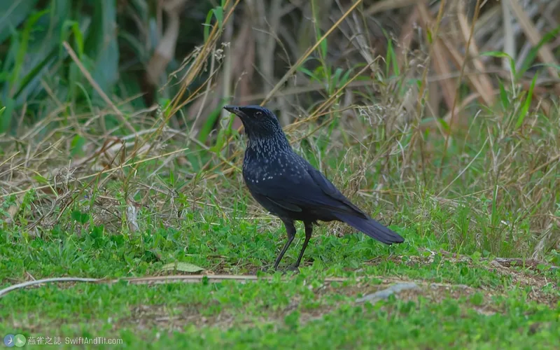 白斑紫嘯鶇 Blue Whistling-Thrush