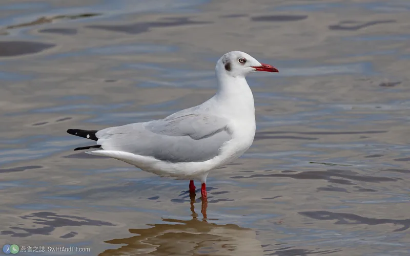 棕頭鷗 Brown-headed Gull