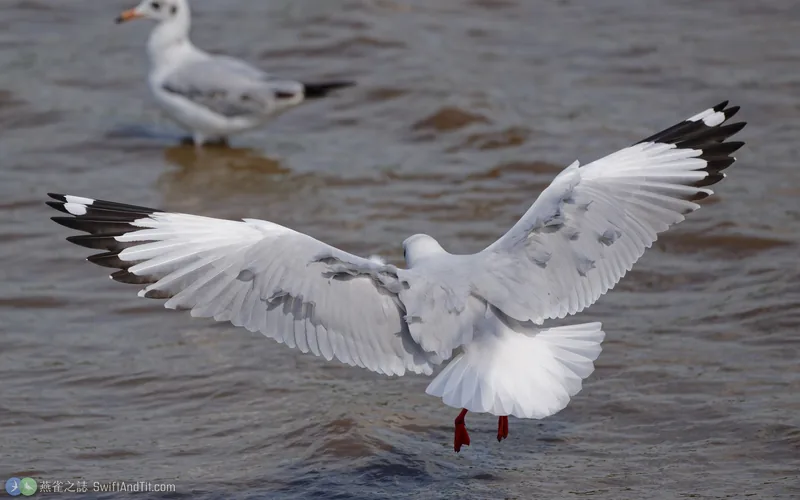 棕頭鷗 Brown-headed Gull 飛行