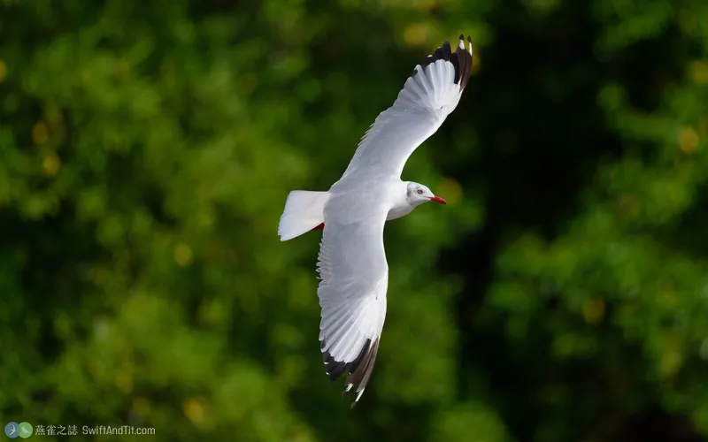 棕頭鷗 Brown-headed Gull 飛行 非繁殖羽