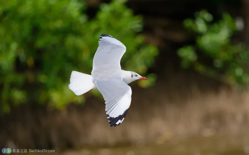 棕頭鷗 Brown-headed Gull 飛行 非繁殖羽