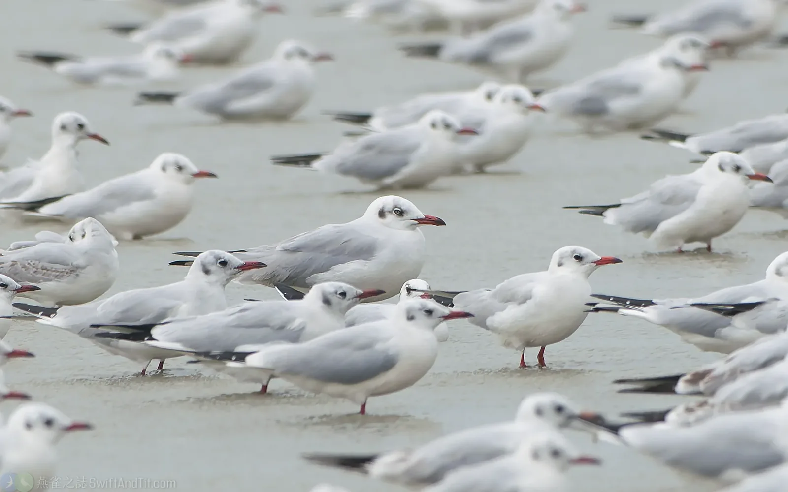 棕頭鷗 Brown-headed Gull