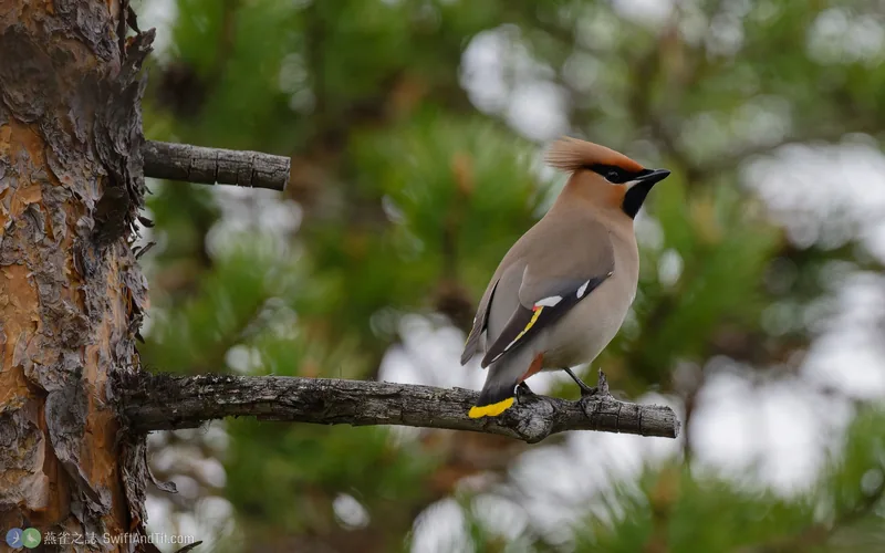 黃連雀 Bohemian Waxwing
