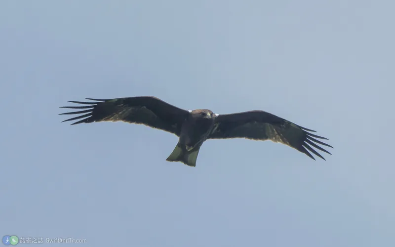 靴隼鵰 Booted Eagle