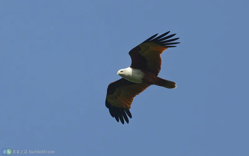 栗鳶 Brahminy Kite