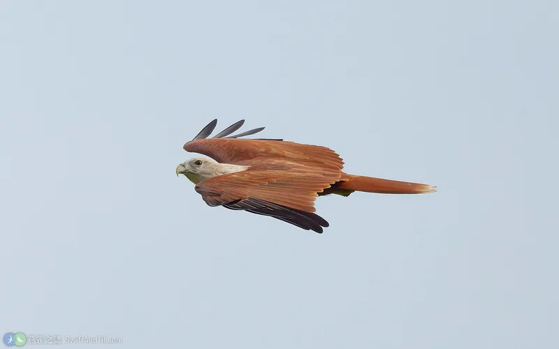 栗鳶 Brahminy Kite 成鳥 飛行
