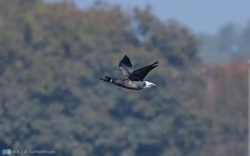 黑雁 Brant