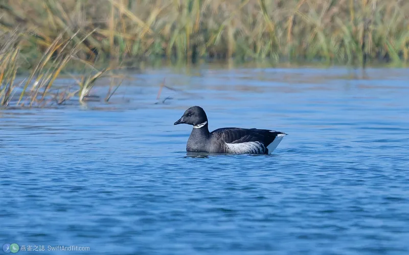 黑雁 Brant