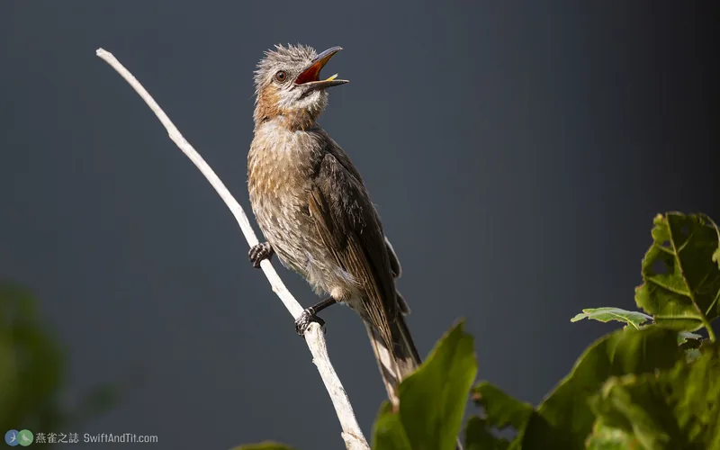棕耳鵯 Brown-eared Bulbul