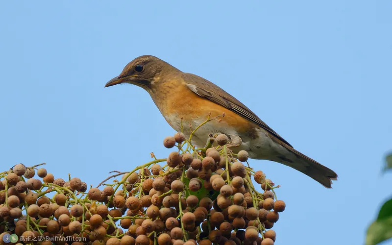 赤腹鶇 Brown-headed Thrush