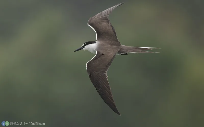 白眉燕鷗 Bridled Tern