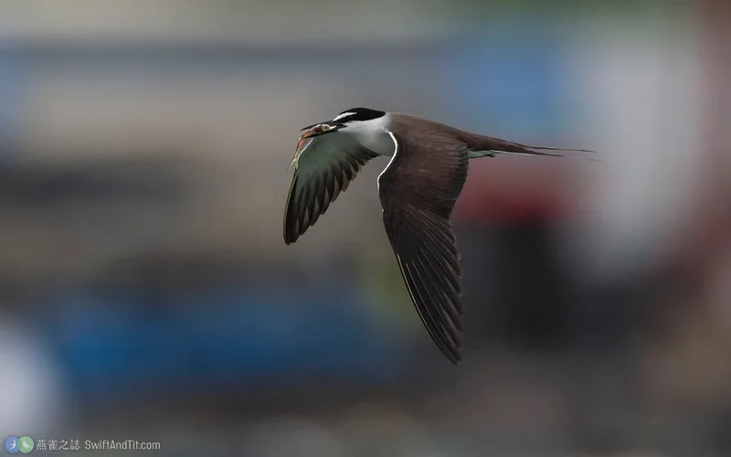 白眉燕鷗 Bridled Tern 飛行