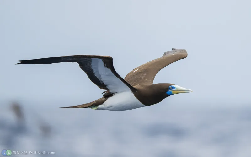 白腹鰹鳥 Brown Booby