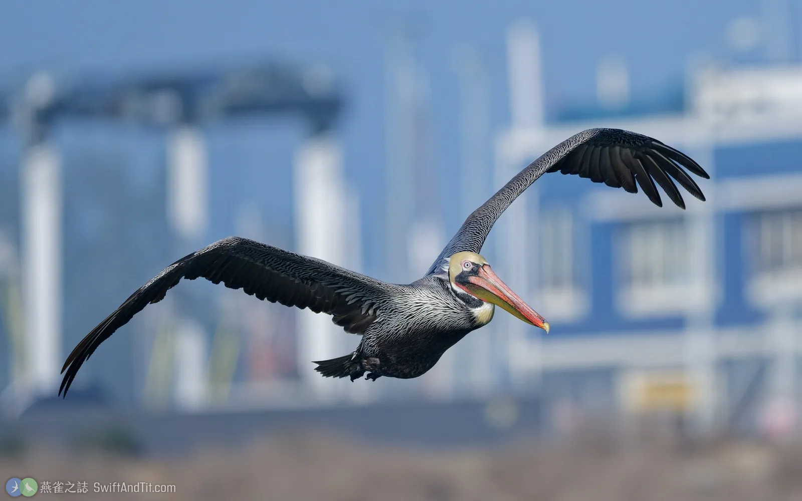 褐鵜鶘 Brown Pelican
