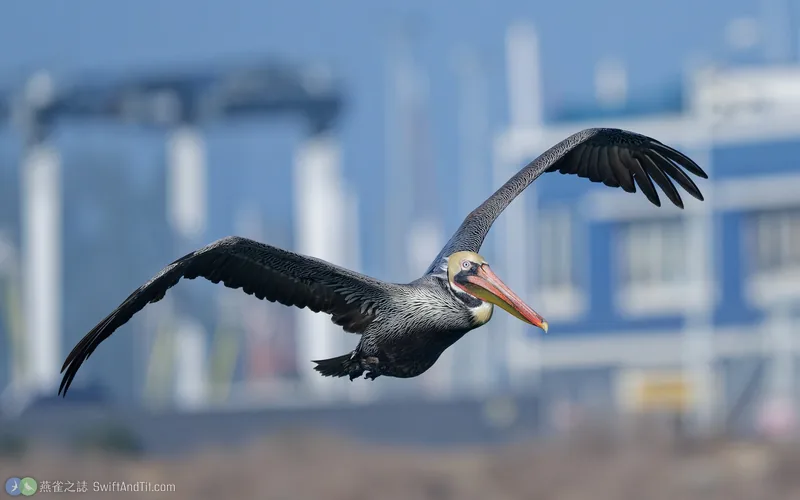 褐鵜鶘 Brown Pelican 飛行 成鳥