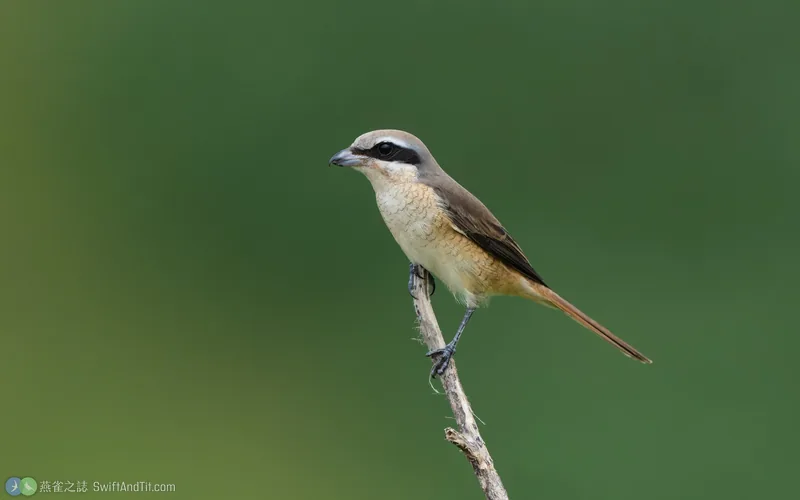 紅尾伯勞 Brown Shrike