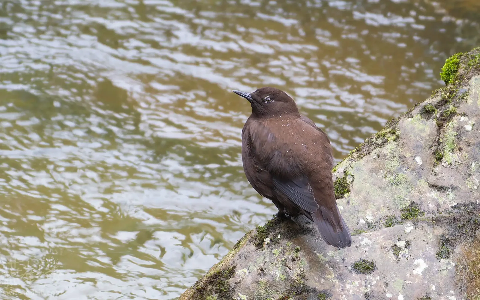 河烏 Brown Dipper