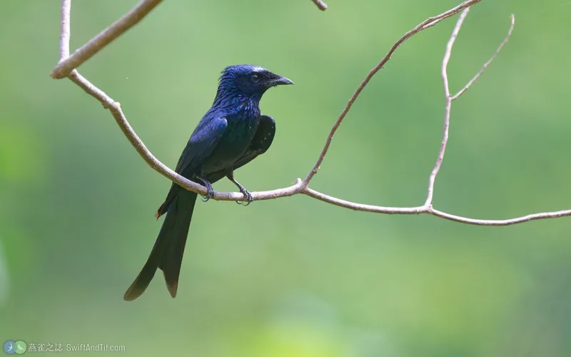 小卷尾 Bronzed Drongo