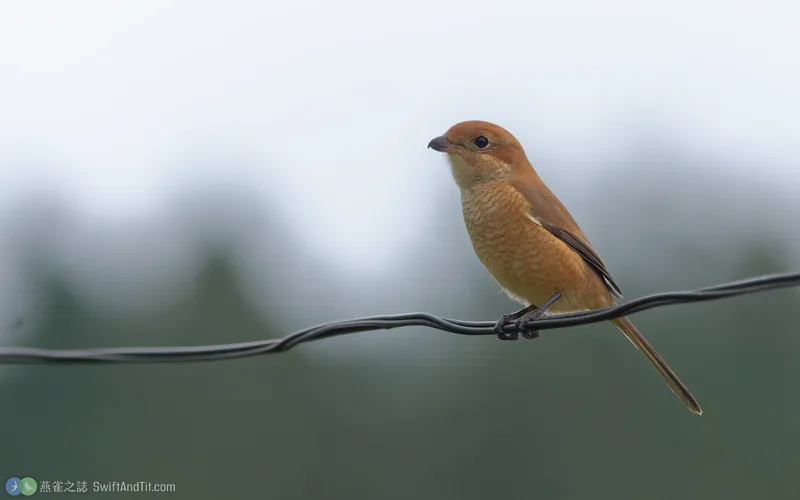 紅頭伯勞 Bull-headed Shrike