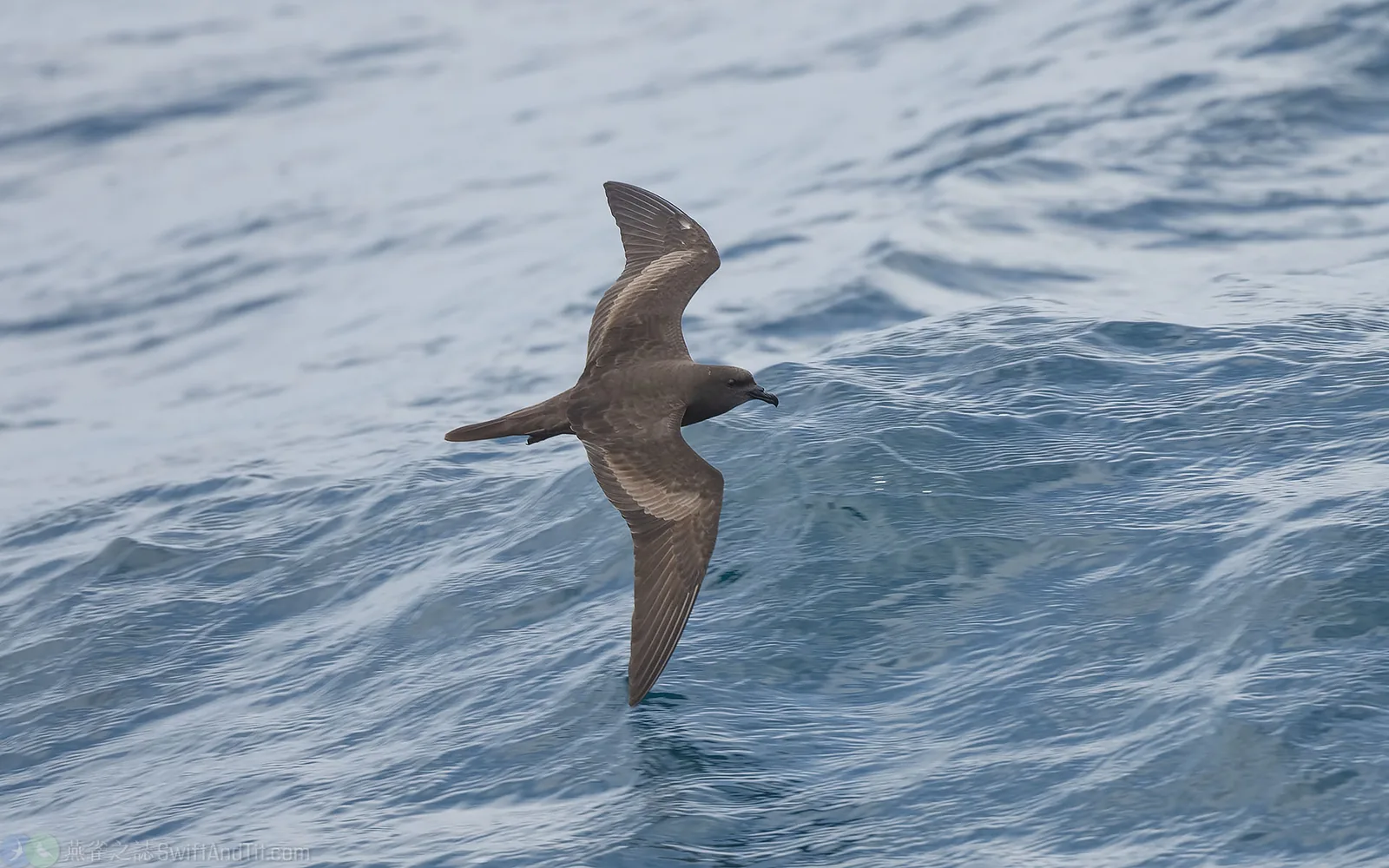 穴鳥 Bulwer's Petrel