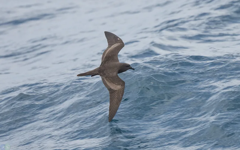 穴鳥 Bulwer's Petrel