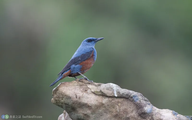 藍磯鶇 Blue Rock-Thrush