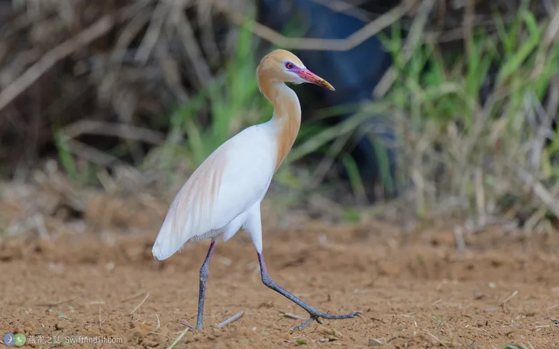 黃頭鷺 Eastern Cattle-Egret