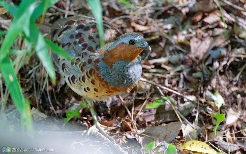 灰胸竹雞 Chinese Bamboo-Partridge