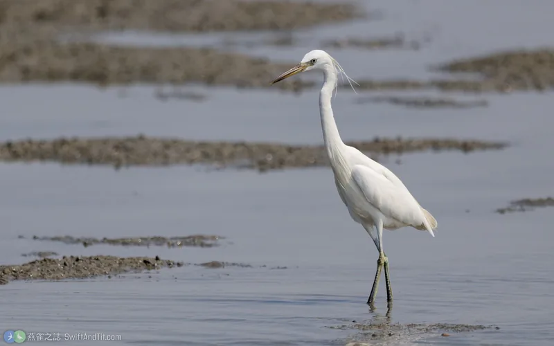 唐白鷺 Chinese Egret