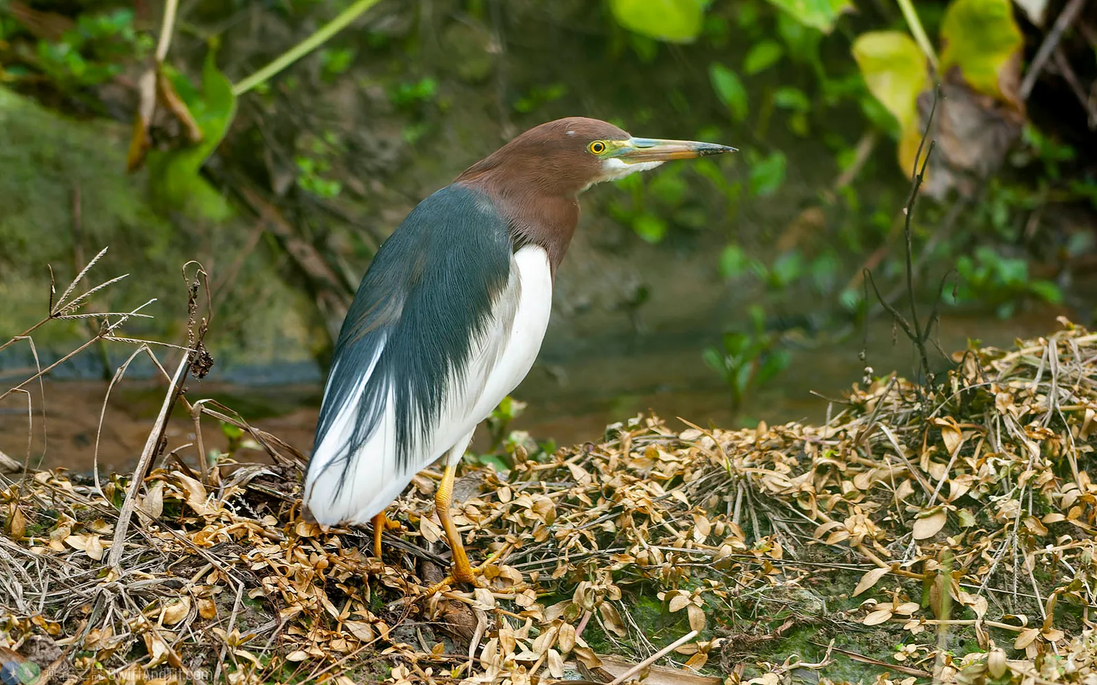 池鷺 Chinese Pond-Heron