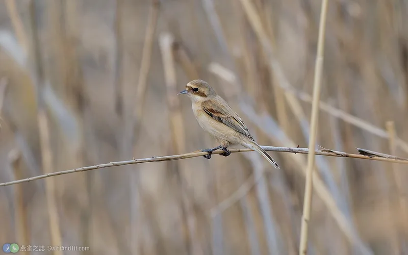 攀雀 Chinese Penduline-Tit 雌鳥
