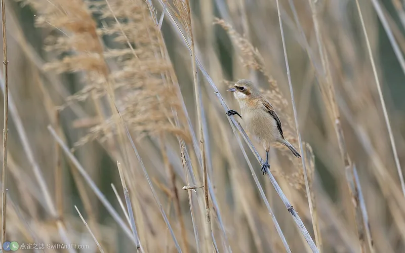 攀雀 Chinese Penduline-Tit