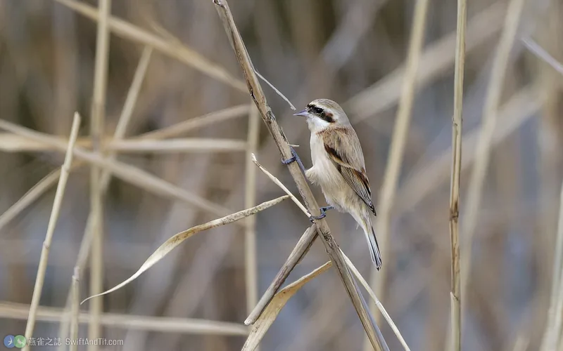 攀雀 Chinese Penduline-Tit