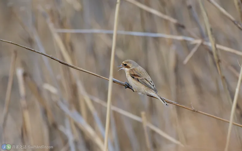 攀雀 Chinese Penduline-Tit 雌鳥或幼鳥