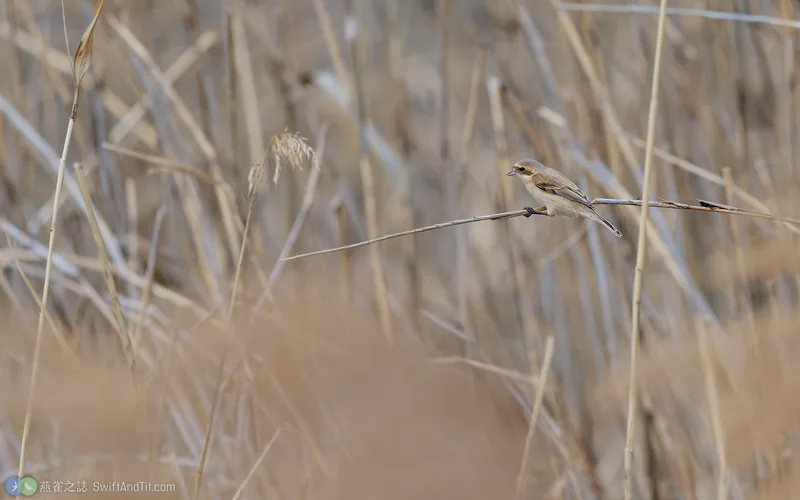 攀雀 Chinese Penduline-Tit
