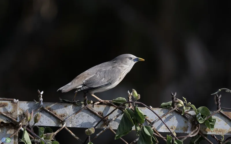 灰頭椋鳥 Chestnut-tailed Starling