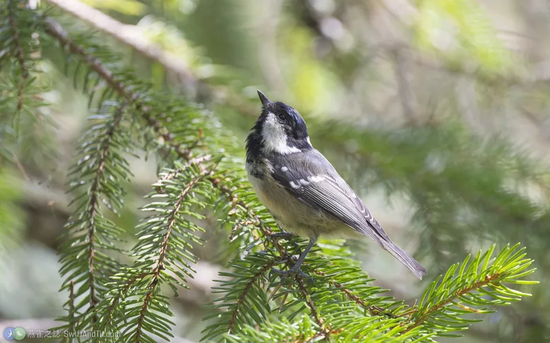 煤山雀 Coal Tit