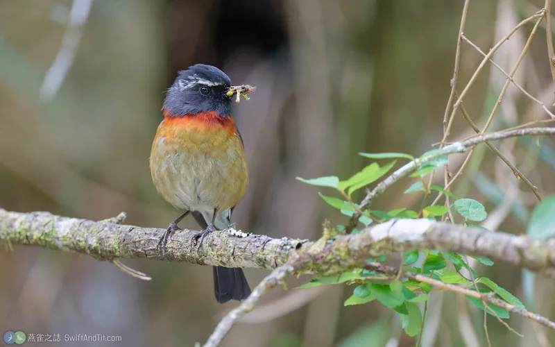 栗背林鴝 Collared Bush-Robin