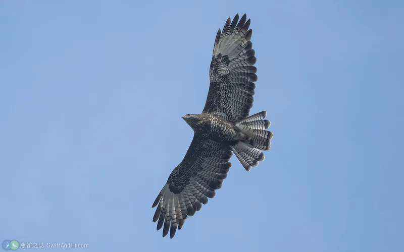 歐亞鵟 Common Buzzard